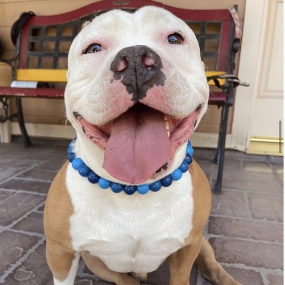 Blue Ombré Wooden Bead Dog Collar - Picture 5 of 9